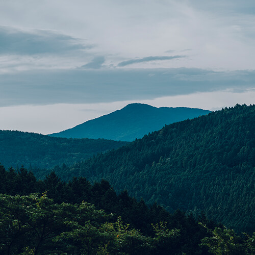 木の効能