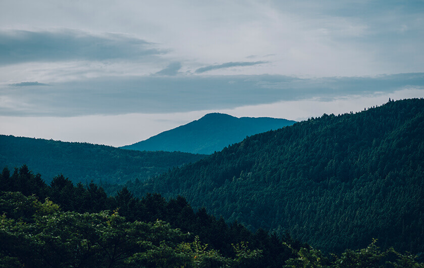 上質な木々を育む白川の山々。